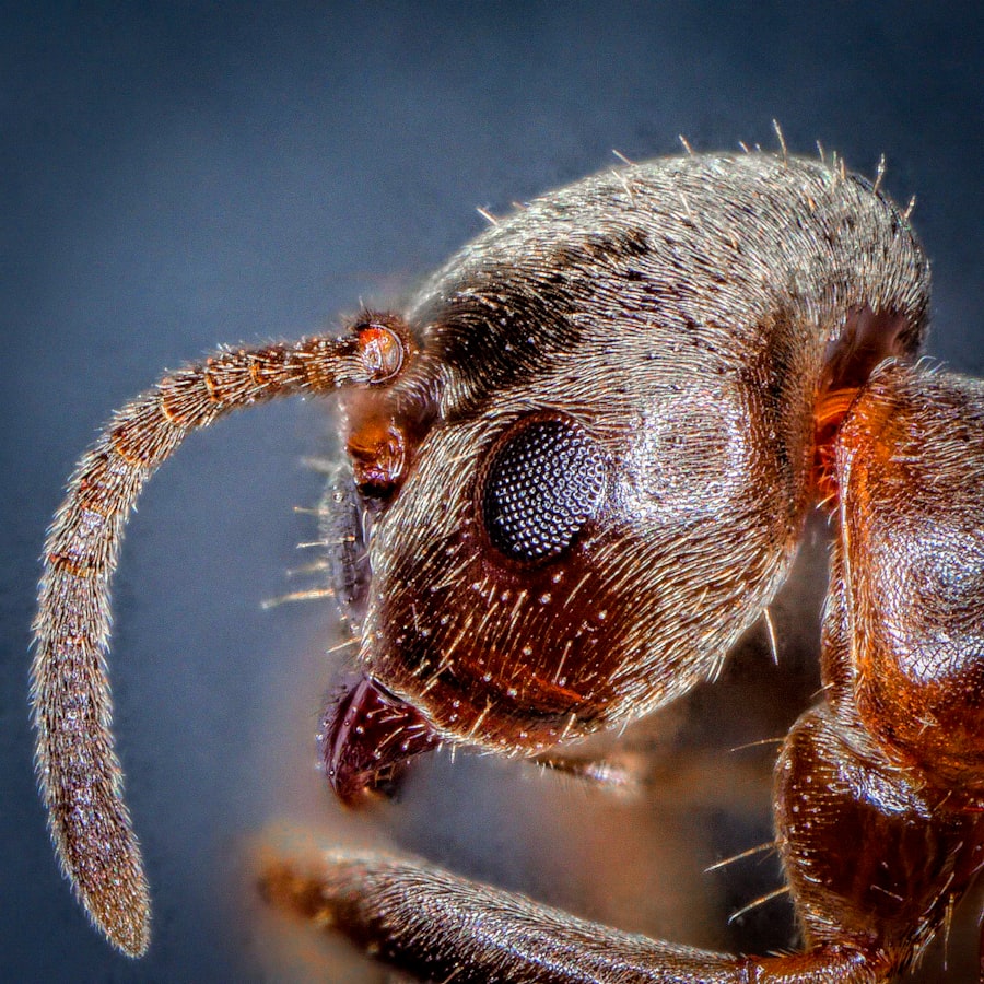 How to Get Rid of Carpenter Ants in Georgia
