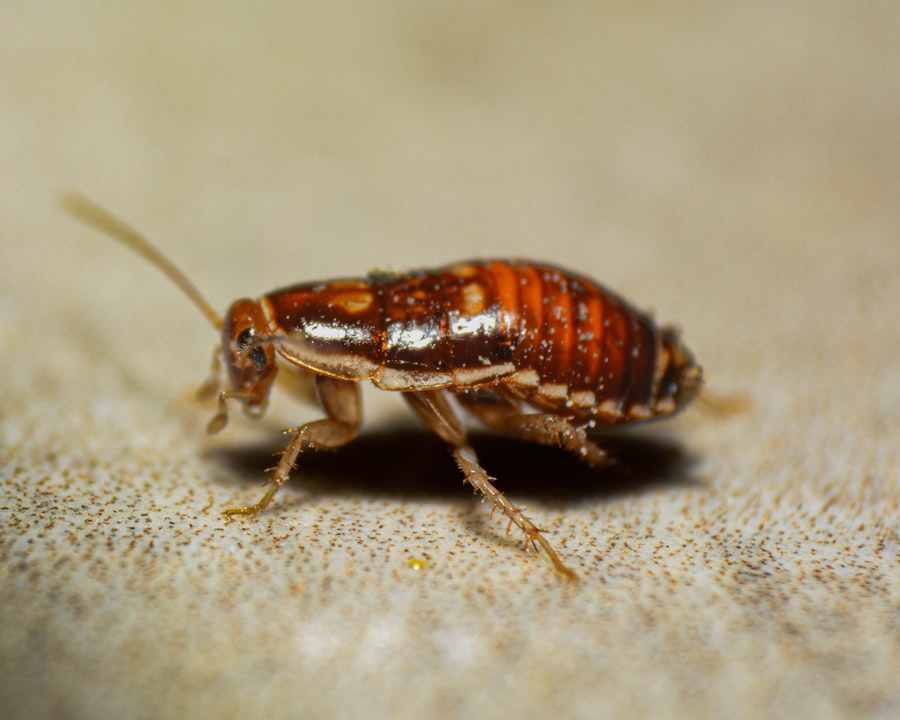 Bed Bugs Don't Take Winter Off: Signs of an Infestation to Watch For