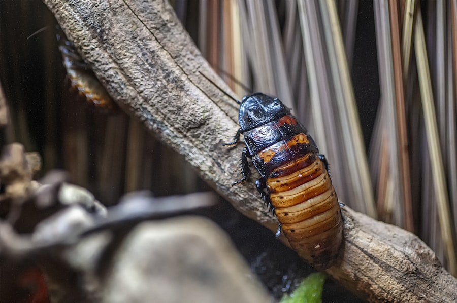 How to Get Rid of Roaches in Your Home