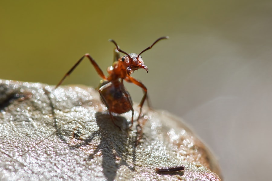 How to Get Rid of Fire Ants in Your Yard