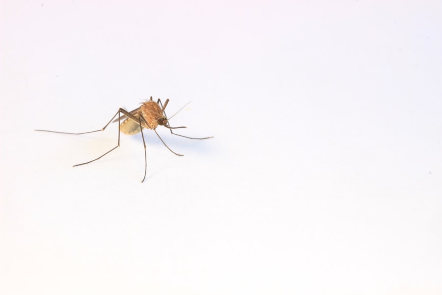 5 Ways to Reduce Mosquitoes in Your Yard Before Summer Hits