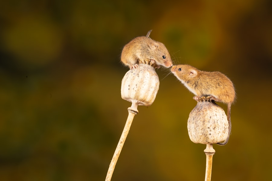 How to Get Rid of Mice in Your House