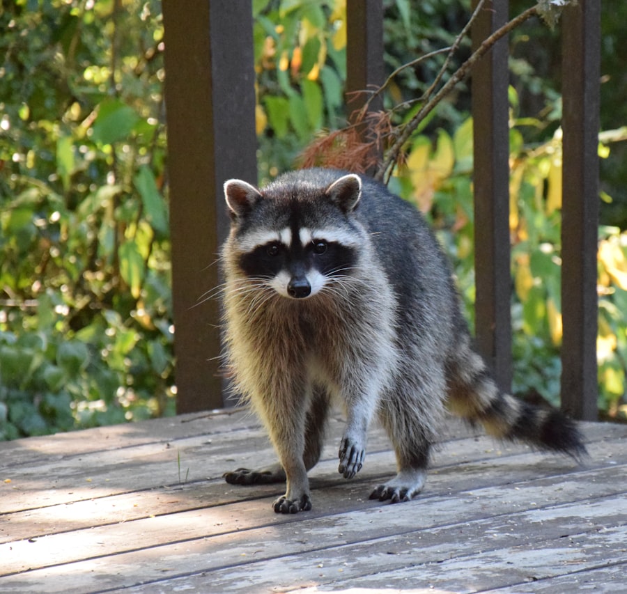 Squirrels in the Attic, Raccoons in the Trash: What to Do When Wildlife Gets Too Close