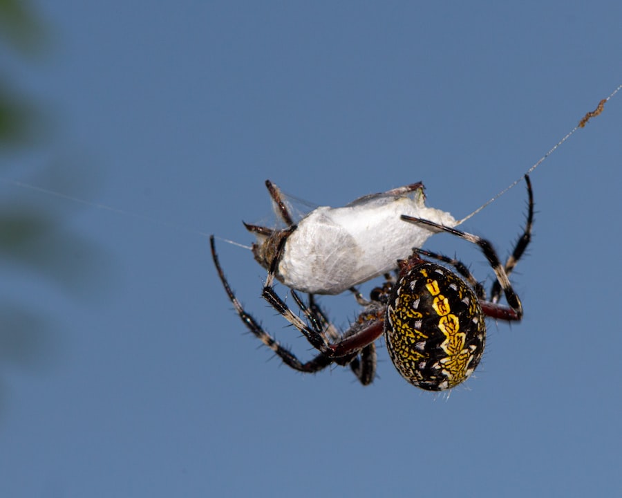 Why Are Spiders Coming Into My House in Fall?