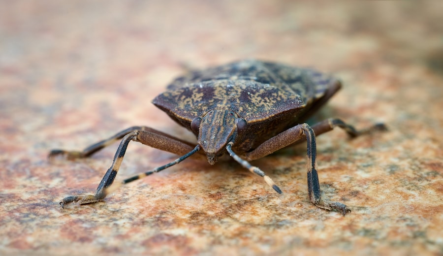 Why Are Stink Bugs Invading My House?