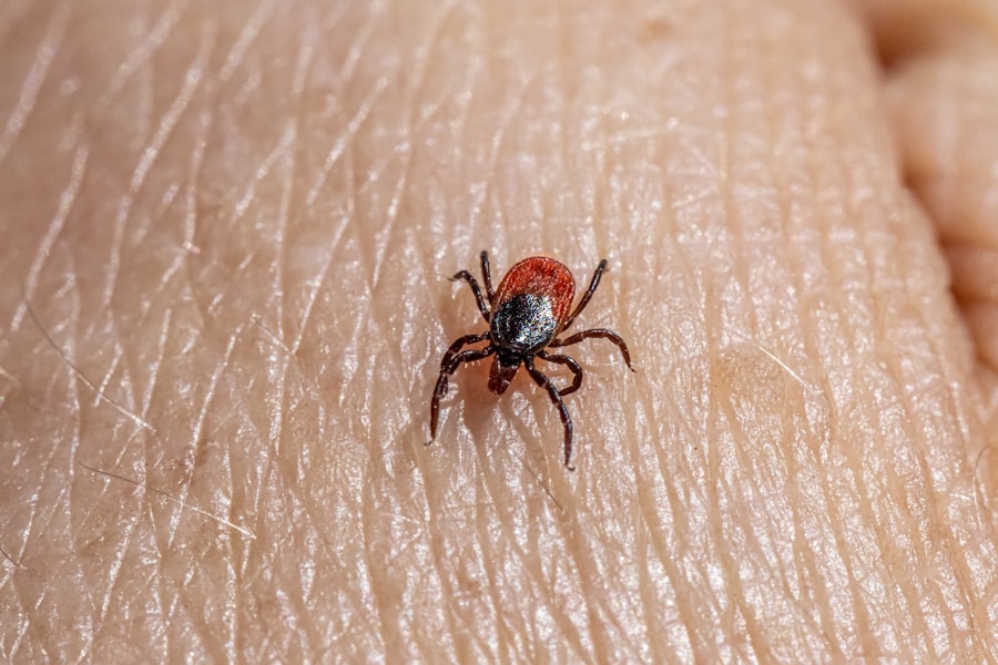 Flea and Tick Season in Georgia: How to Protect Your Family and Pets