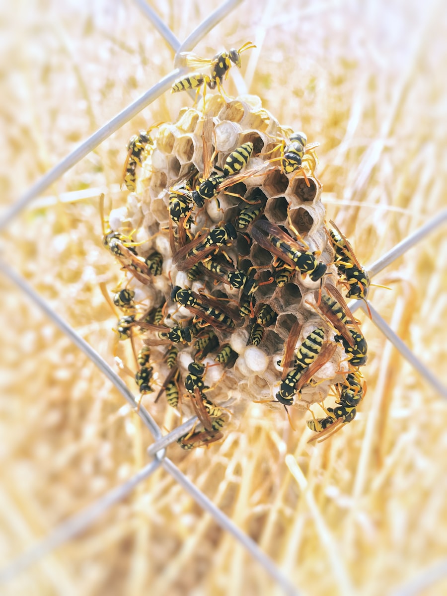 How to Get Rid of Yellow Jackets in the Ground